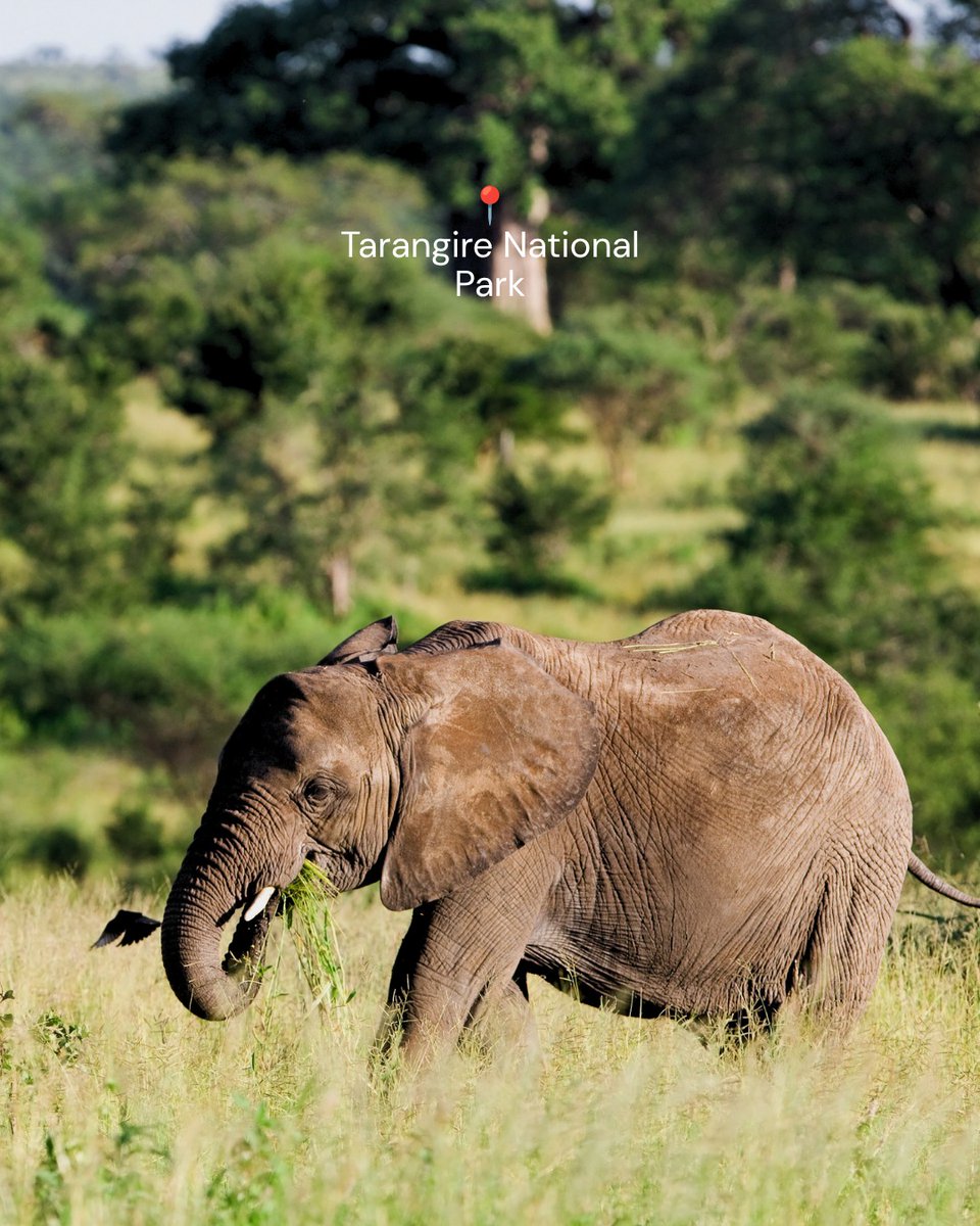 imarakileleni's tweet photo. Dreaming of spotting Africa’s iconic Big Five? 🦁🐘🐆🦏🐃

Tanzania is one of the best places in the world to see them all in their natural habitat. 

Swipe through to discover where you can find each of the Big Five &amp; start planning your unforgettable Tanzania safari adventure. https://t.co/UAgvWHrHlu