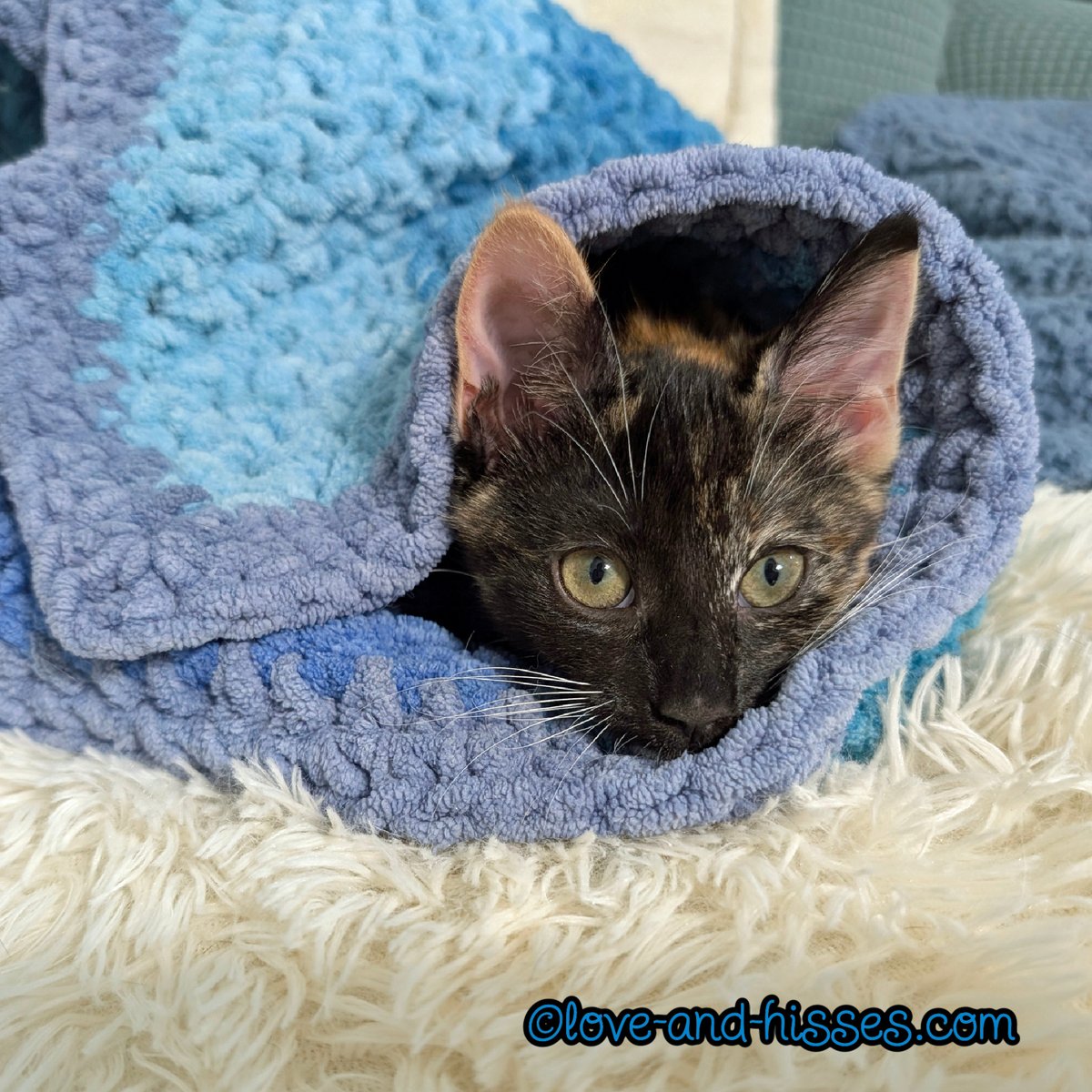 RobynAnderson's tweet photo. Good night innernets. (Khinkali. She was sitting on my lap and I had to get up and go do something, so I rolled her up in the blanket and wandered off. When I returned to the room an hour later, she was still there, snoozing. CUTE.) https://t.co/fsr8JTISRJ