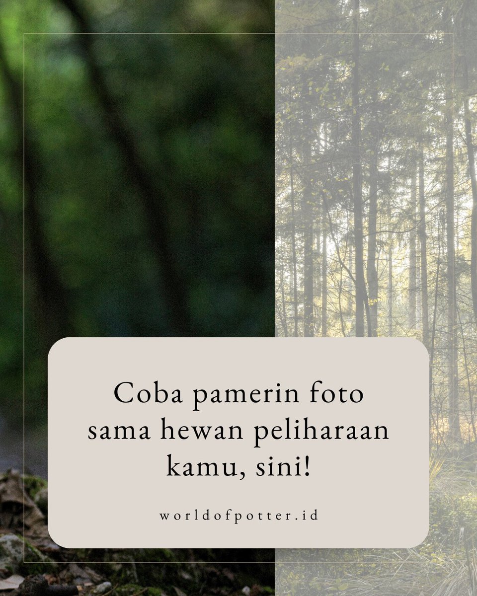 WorldofPotterID's tweet photo. Coba mana, Miszy mau liat! https://t.co/KxkPMqZ6yH