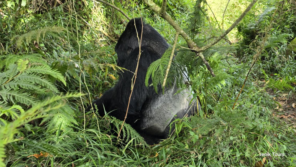 JenikTours's tweet photo. Few travel moments compare to meeting mountain gorillas in Uganda's misty forests. Bwindi Impenetrable National Park offers a rare, emotional and carefully guided experience that stays with travellers long after the journey ends. Jenik Tours and Travels Limited can help you plan permits, accommodation and transport for a smooth gorilla trekking https://t.co/V9Ig9Q4Esc early so we can secure your gorilla permits.
For inquiries or booking
Email:jeniktours@gmail.com Website:https://t.co/Mw8HH98o5r 
WhatsApp:+256730470813/ +256770911588
#Gorillas #exploreUganda #bwindi #trek #Uganda #furry
