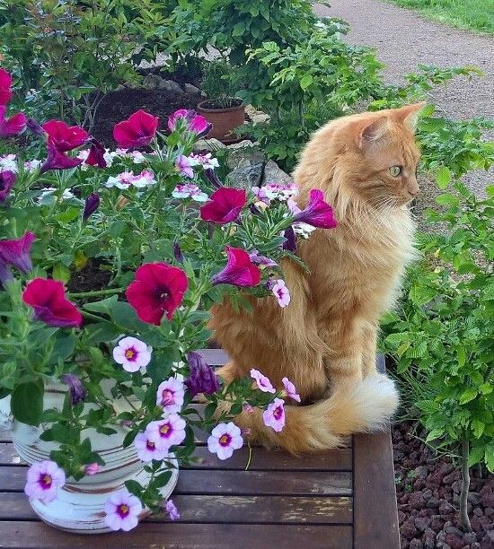 Metanoia100's tweet photo. Happy Thursday ❤️ 🌈

 #CatsOfTwitter #CatsOfX https://t.co/vSl35KNZO7