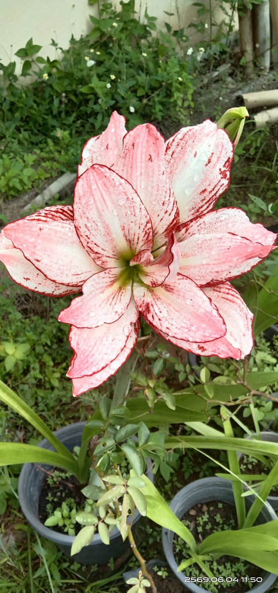 DelphiNoir's tweet photo. ... 04.06.2569 ...
... มาแต่ละปี สีไม่เคยซ้ำ ... https://t.co/3nlJVoGpo7