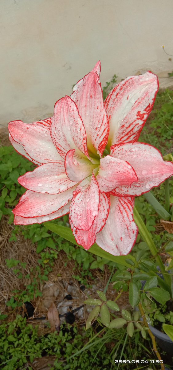 DelphiNoir's tweet photo. ... 04.06.2569 ...
... มาแต่ละปี สีไม่เคยซ้ำ ... https://t.co/3nlJVoGpo7