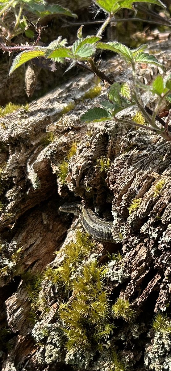 NewForestNPA's tweet photo. Common lizards are the most commonly seen reptile in the #NewForest inhabiting open heath and grassland, woodland glades and sometimes gardens. 

On sunny days between April and October look for them on prominent sunning positions such as logs, tree stumps, grass tussocks or the edges of paths. 

Common #lizards prey on #insects, #spiders and earthworms and live for up to eight years.  🦎 More here 👇

https://t.co/05SgCd6YN6