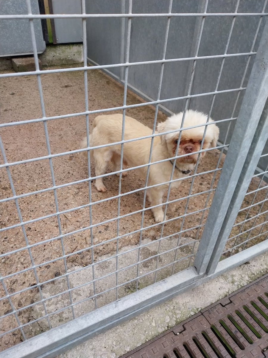 AdoptionsUk's tweet photo. Please retweet, below, just four of the dogs I've shared from one council pound in #Salford, Greater Manchester, #UK  this week. This British pet crisis is affecting all dogs, all sizes, all breeds. Due to over breeding and online sales of pets, people buying without care and commitment, pounds and shelters are full.  A council can kill a healthy dog when shelters are full..... they are all full, many with waiting lists.  https://t.co/uIgNdF4ORA

#dogs 
@DailyMirror @PeterEgan6 @AmbassadorBetsy #dogs #adoptdonshop @KatieAmess @AndrewRosindell 
@peta @PETAUK @DogsTrust @BBCNews
@itvnews @SkyNews @GBNEWS @NickDixonITV 
@PatrickChristys @BetsyAmbassador @RoyalFamily @liamgallagher @rickygervais
@JaneFallon @ParisHilton @thismorning @EamonnHolmes @DefraGovUK
@ConservativeAWF @LabourAnimalRG
@AnimalAid @Independent
@TheSun @GMB @domdyer70
@PeterEgan6 @Keir_Starmer @LeeAndersonMP_
@DavidDavisMP @NickDixonITV
@BBCPanorama @AlistairCarns @RobbieRinder
@clarebalding @BritishVets @gsrescueelite @LurcherSOS @NewmanDian1426 @JerryGreenDogs @HopeRescue 
@ChiefVetUK @DrBrianMay

Dogs in a council pound, June 2026.