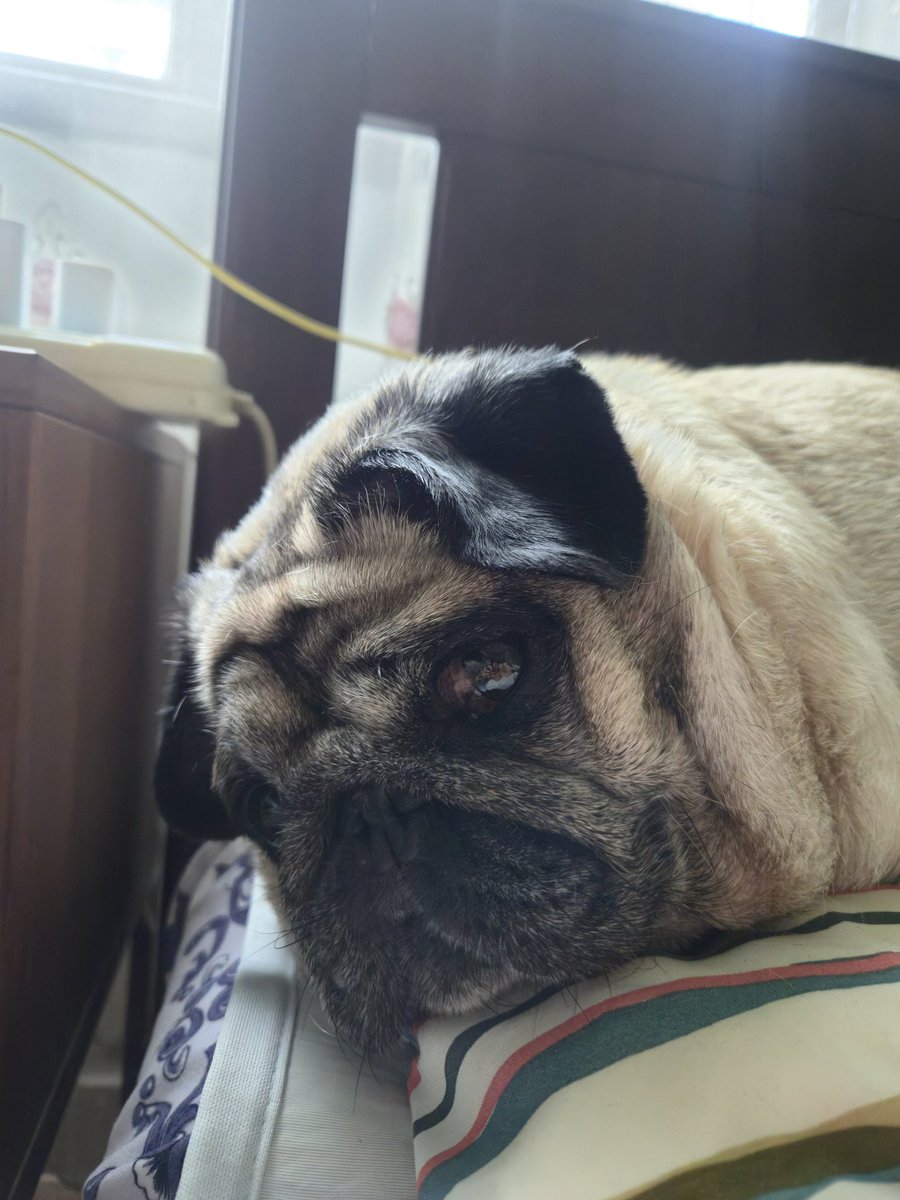 ladd148's tweet photo. Siriはとても疲れているけれど、それでも写真を撮るのに協力しようと頑張っています。 https://t.co/z78u1m3SD3