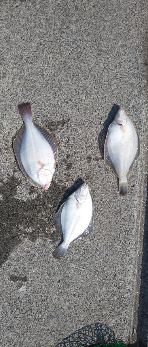 iceman40322's tweet photo. 今日の釣果！
３０ちょっとのイシ２枚とマガレイ１枚
手のひらサイズのイシガレイが５６枚リリース
半端ないイソメの消費量でした
#つり　#投げ釣り　#石狩湾新港　#カレイ https://t.co/DC22zWCQ35