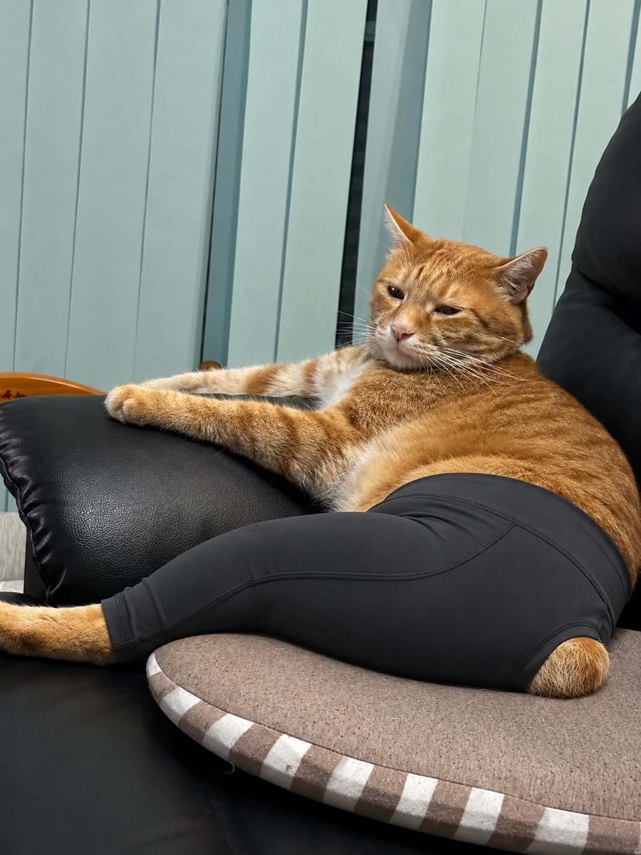 最近よく流れてくる猫にヨガパンツ、チャッピーにうちの茶太郎ver作っ
