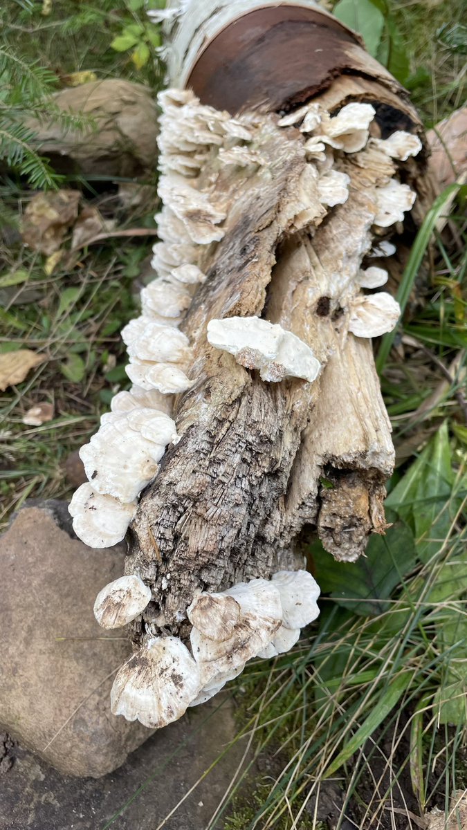 sasirapassr's tweet photo. เอามาฝากค่ะ
เห็ด ที่เจอระหว่างเดินเล่นในป่าค่ะ
#mushroom https://t.co/y56sOoCCTm