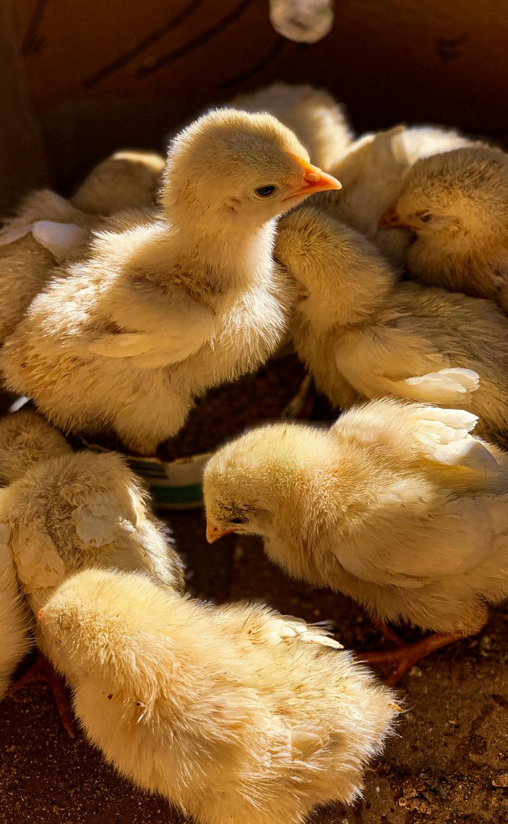 AgribookDigital's tweet photo. SAPA welcomes Minister Steenhuisen’s decision to enable avian influenza vaccination in South Africa @sa_poultry @DOAgov_ZA #farming #poultry #HPAI https://t.co/ZH7cmfta8E https://t.co/RyrO2gUZkq