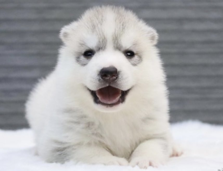 fukumaru_buna's tweet photo. ハスキーの子犬って聞くと
『動物のお医者さん』の般若顔(？)を
思い浮かべる方がほとんどですよね......

そうですよね......

かっこいいですもんね.........

......うちの子もハスキーです。 https://t.co/9NcZfUNUH3