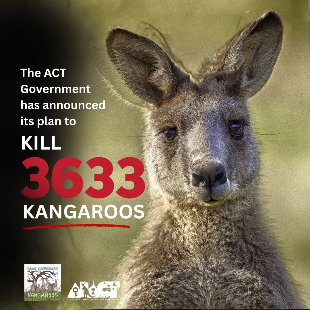 mitsukorage's tweet photo. The ACT Government has announced its kangaroo killing program for 2026 💔
This target is the second largest in the history of the ACT Gov’s kangaroo killing program 😰
Kangaroos deserve so much better 🦘 https://t.co/h2Oebzz3Wb