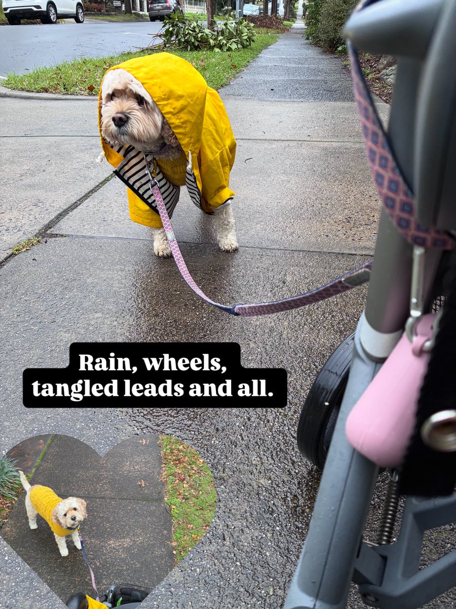 egee1's tweet photo. Walking my dog  her lead loops over my walking frame. Actually the lead often gets caught in my wheelBut the freedom&amp;fresh air make trying to untangle it worthwhile.Sometimes independence isnt about doing thingsperfectly. It's aboutfinding a wayto keep doing thethings that matter https://t.co/FMnH4h4smh