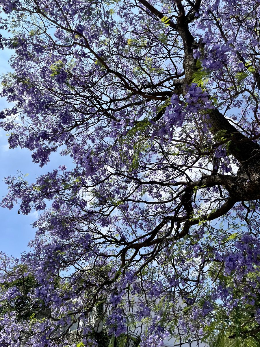 dvannny's tweet photo. Jacarandas @SashaSokol 💜 https://t.co/pUbm0nJHJQ