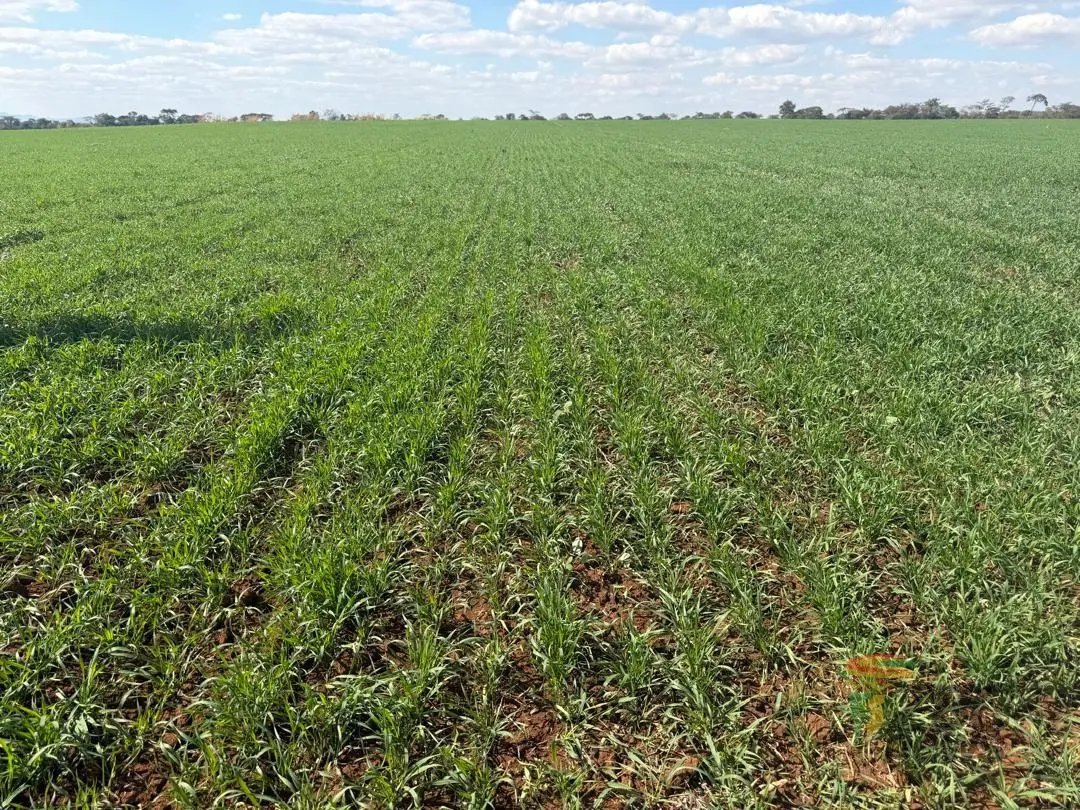 makusha_effort's tweet photo. GOVERNMENT has extended the winter wheat planting deadline to June 15 to ensure the achievement of this year’s target of 125 000 hectares, with over 100 000 hectares already planted nationwide.
#Vision2030 
#EDWORKS https://t.co/fHbLKrbuj7