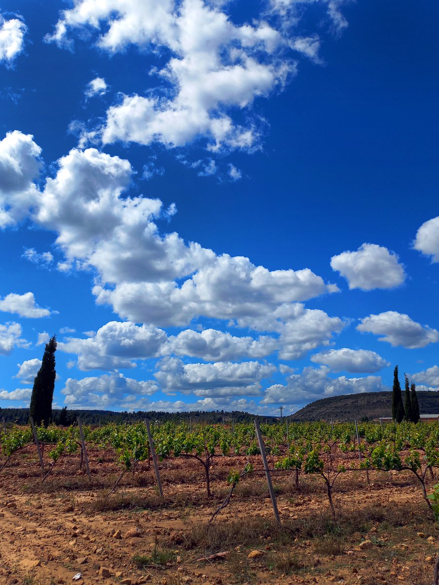 HoyaDelCastillo's tweet photo. En #AltoTuria nuestros vinos reflejan el paisaje que el botánico Simón Rojas Clemente describió en #Titagua🌿Clima de montaña y gran amplitud térmica, frescura y acidez única. Brindamos con nuestro #Merseguera más selecto: "Clemente y Rubio"🥂#BodegasPoloMonleón @VinosDOValencia https://t.co/5m1KRZ7lgx