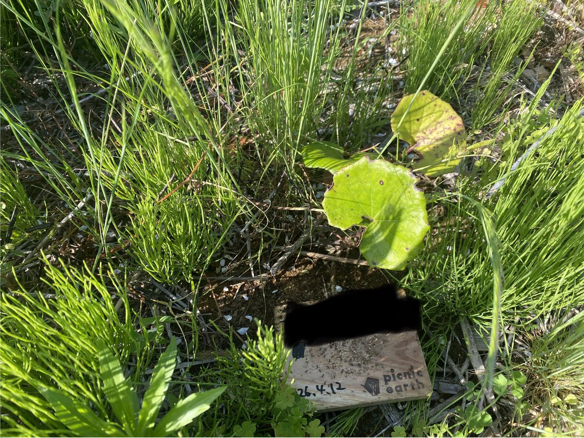 SizeOver8810's tweet photo. 植物って2ヶ月でこんな成長するらしい。
強風で木札無くなってると思ったけどちゃんと付いてた。まさかボランティアで自分が植えた木を気にする人間になるとは思わなかった。人間として成長してきているので、ご褒美にエアジャムかロッキンは行きたいです神様
#picnicearth #overarmthrow #石巻 #南浜 https://t.co/nsLt83Fd1X