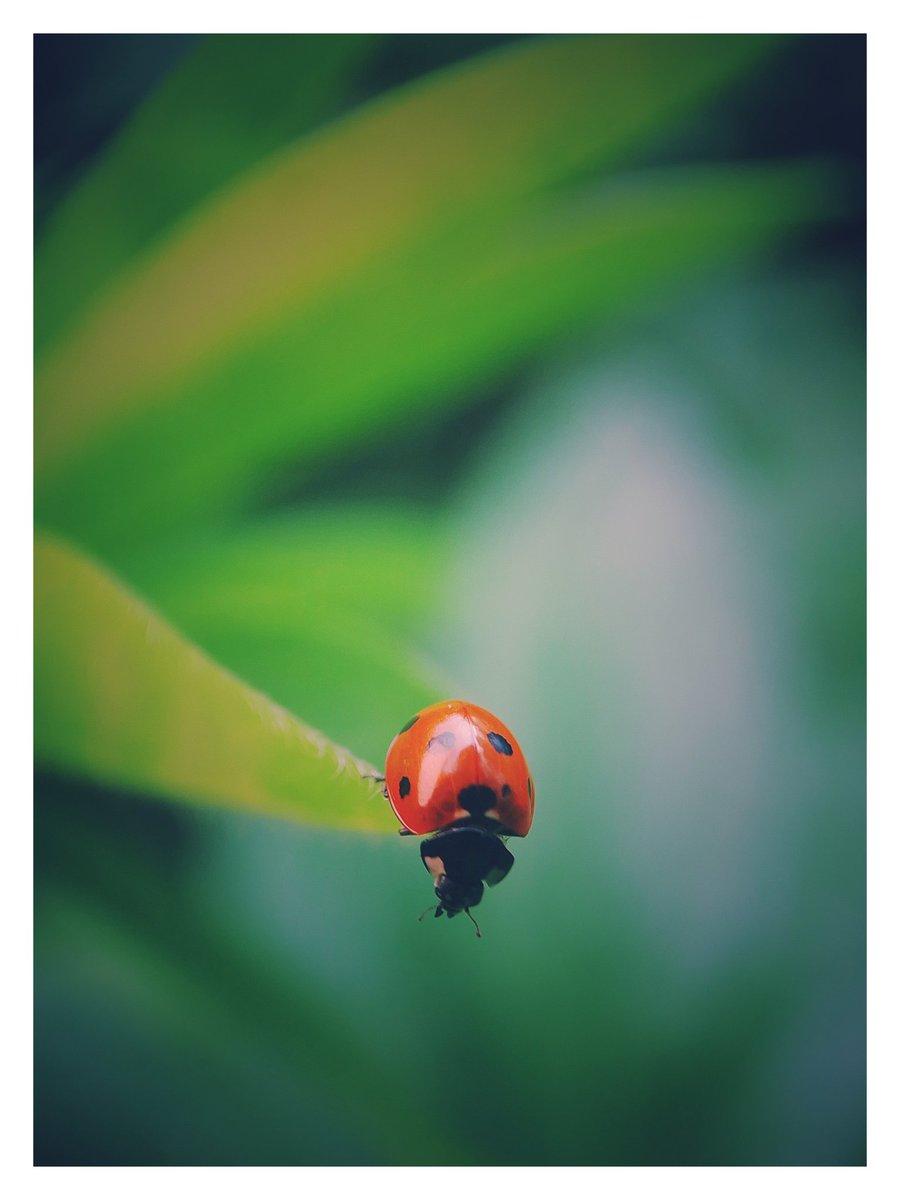 phonetographed's tweet photo. Which way now. 

S22 Ultra - clip on lens

#macrophotography #mobilephotography 
#naturephotography https://t.co/1egrMKlx2S