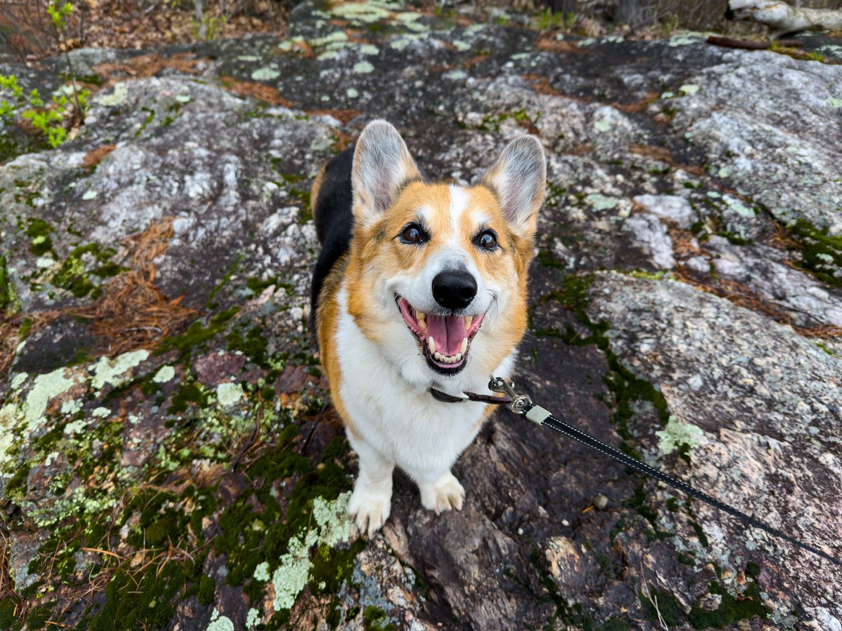 sweet_leef's tweet photo. A little birdie told me it was #internationalcorgiday ! 🥰🫶🏻💕✨ much love from your favorite corgi Coopie! 😘 https://t.co/7jhh9svlHn