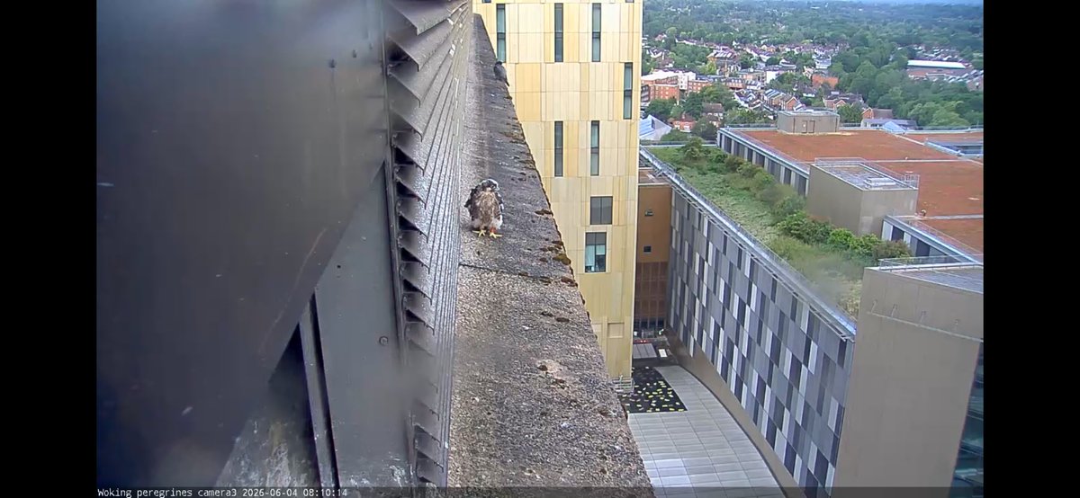 MelMatthews19's tweet photo. @wokingperegrine morning stroll https://t.co/CmQegPaJCB