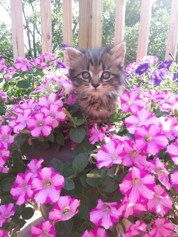 Caroline011x's tweet photo. ☆•☆ Good morning and happy Thursday. 🩷🕊🥰😻☕️🌸🍀👋 ☆•☆ https://t.co/DSzi2J42uU