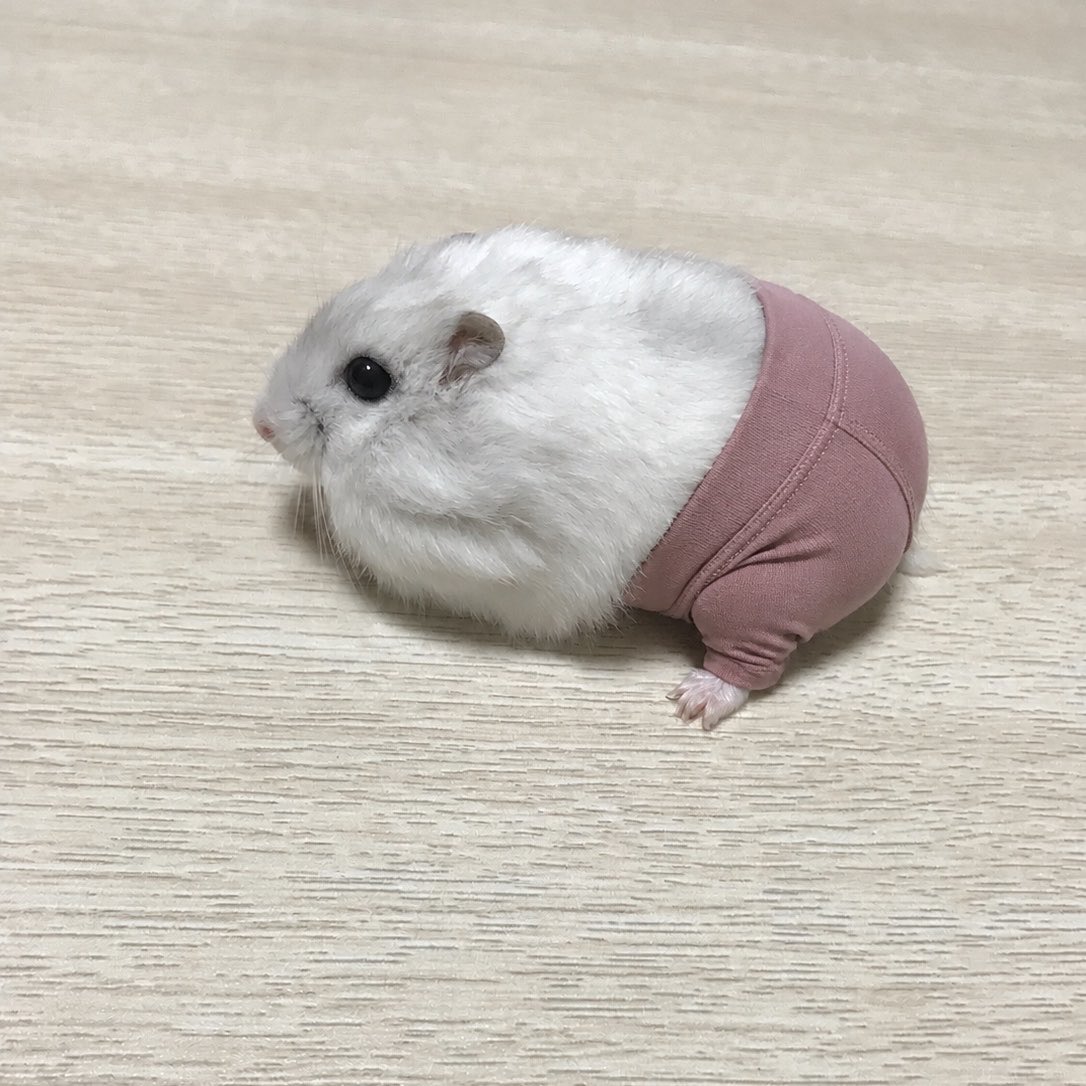 soruto2nd's tweet photo. ヨガパンツ履かせた https://t.co/ESJqbDyjd7