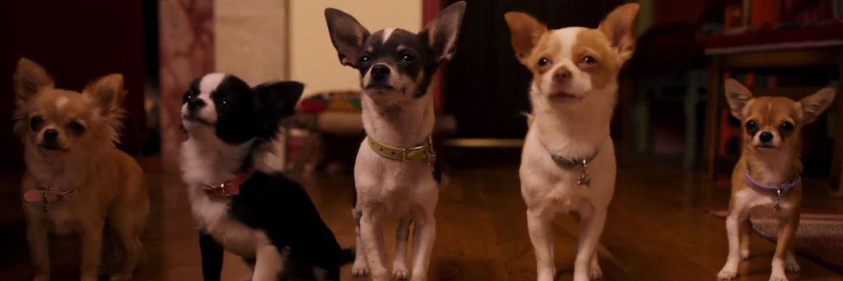 XBevHillsPapiJr's tweet photo. My name is Papi Jr. And I am the son of @PapiCortez08 and @XBevHillsChloeX 

My besties are @XLightingJr101X, @ScampMuttPuppy and @PuppyPedro576 

My sisters are @BevHillsAliChih, @LoveLilLala, @XRosaBevHills and @PlayfulPep https://t.co/QLUmPoAX5k