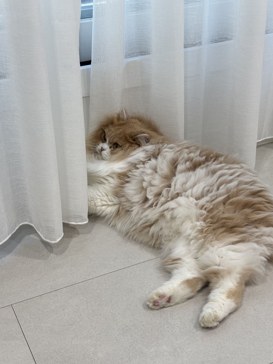 swithtext's tweet photo. 260604 🐰 [11:37AM KST]

🐰 📷 
🐰 dubu and kongie update
🐰 kongie’s fur is seriously amazing right now
🐰 📷 
🐰 it’s already hot so soon… [t/n: hinting she’s going to shave kongie’s fur] https://t.co/31Gh2klLZX