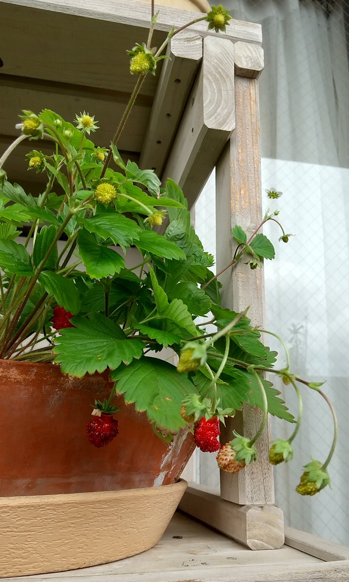 HSideritis tweet picture