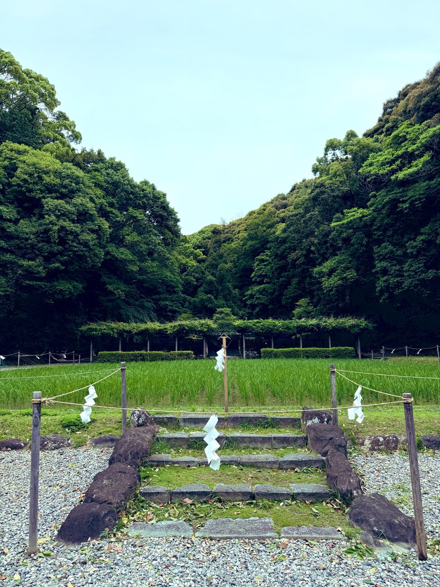 flatail's tweet photo. 朝から伊勢神宮の内宮を参拝。
猿田彦神社で強そうな田んぼ見て、
おはらい町で、てこね寿しと鮎の塩焼きを堪能。 https://t.co/Fm4Hf7XT32