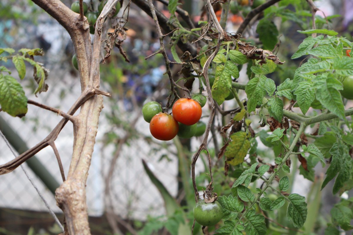 SubLGBTI's tweet photo. 🌱🏳️‍🌈 #Galería | ¡En junio, el orgullo también se cultiva!

La Huerta Diversa de la Casa LGBTI Diana Navarro es un espacio donde florecen saberes, bienestar y diversidad. Entre romero, tomate cherry, curuba, cilantro, sábila, lechuga, zanahoria, acelga y muchas otras plantas, sembramos experiencias de cuidado, aprendizaje y conexión con la naturaleza.

🥬✨ Porque el orgullo también crece entre semillas, aromas y cosechas.

#AquíSíPasa #SePuedeSer #NiUnPasoAtrás