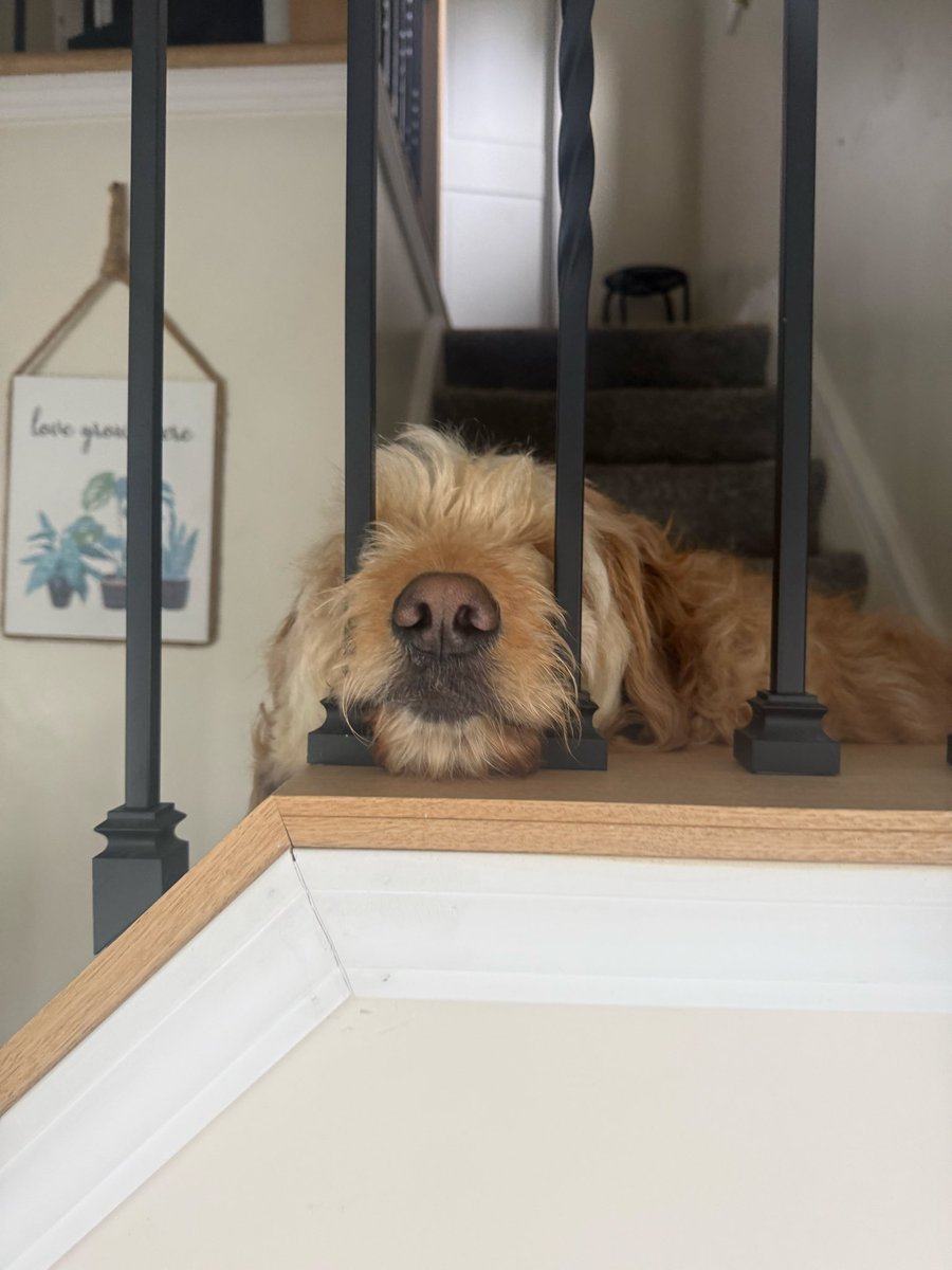 BillsRunDeep2's tweet photo. @Polymarket Do my dog Knox next https://t.co/0lL6Ue3J74
