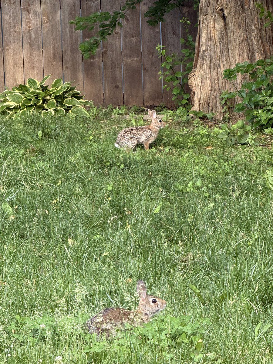 B_Chaos_'s tweet photo. My day in pictures.
1. Some clouds that looked way cooler in person .
2. Bunnies that were hiding in the coneflowers.
3. Yes, that’s all catnip.
4. Strawberry clover that I’ve been waiting very patiently for flowers from. https://t.co/jjcvUikmzv