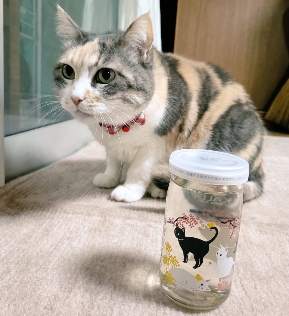 Doc_0109's tweet photo. @fukutakaSAN わぁ！可愛い！
ウチのパステル三毛ちゃんの子分にしてあげたかったけど、思いの外遠くて残念です😭 https://t.co/vm2edxanUO