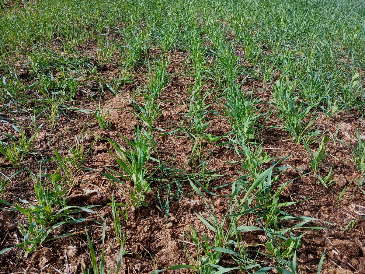 ThinkethSo's tweet photo. 30 days post planting. 
It's fairly uneven, as conditions across the field were uneven, but there's something growing everywhere. Overall I'm happy so far and fairly impressed with my kiwi drill. https://t.co/33TCRCg9w3