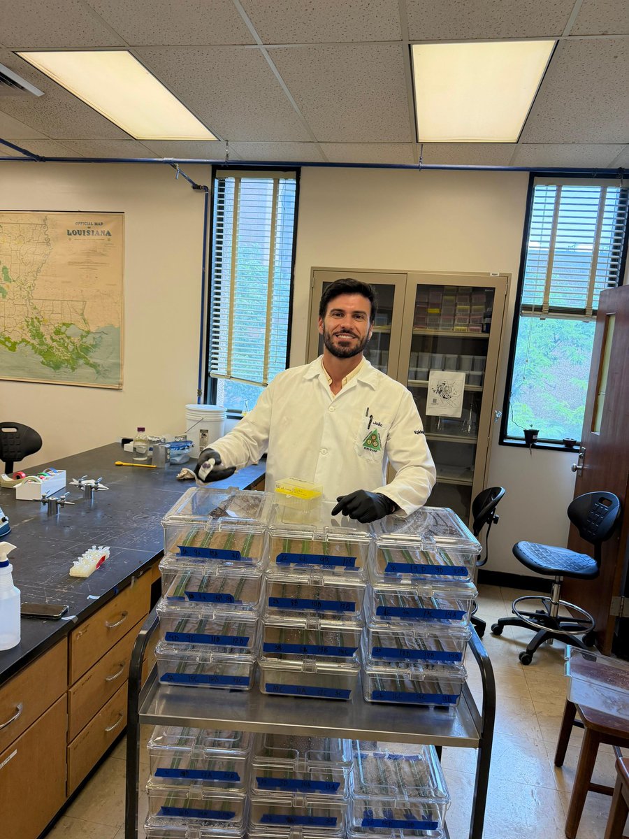 Jvp_morales's tweet photo. Differential aggressiveness of Colletotrichum falcatum. 
Today I wrapped up a detached leaf assay, and the results are pretty cool! Check out how some isolates just spread in the sugarcane leaf mid rib, while others are a bit more shy! 
#sugarcane
#redrot
#geneticdiversity https://t.co/zSXk8lzolA