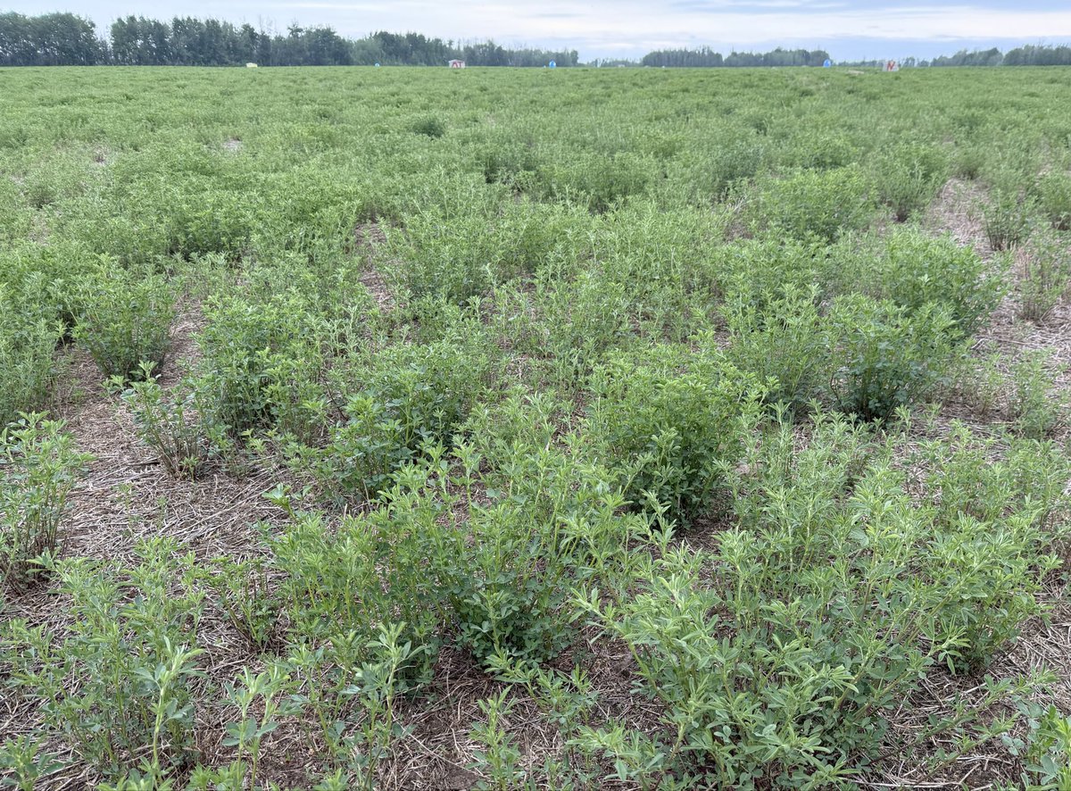 BY_mactkacik's tweet photo. Alfalfa is Northern AB is starting to take off - not long tell we start to see some blooms! 

@BrettYoungSeeds https://t.co/8l07tjVqB7