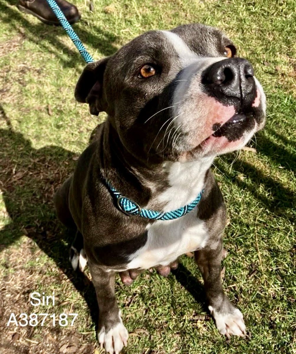 LeporidaeCheryl's tweet photo. She needs to know she MATTERS! 
Just the sweetest little thing! 

3️⃣ yo SIRI #A387187 is  a LOVEY-DOVEY girl with NO ONE to 💕! 

Don't underestimate the IMPORTANCE of that. 

Both 🐕🐕‍🦺 & people die, DUE to Loneliness. 

We've seen dogs COWERING & TREMBLING in the corners of shelters, their little eyes DOWNCAST because there's NO 1️⃣ there to love & comfort them.
💔🐾💔🐾💔🐾

We've seen people on the streets turn to drugs & alcoholism because NO 1️⃣ cares!

‼️Don't let SIRI's grief turn so INWARD that it causes her to turn on herself ‼️

She needs a dose of HOPE & compassion. #CorpusChristiACS