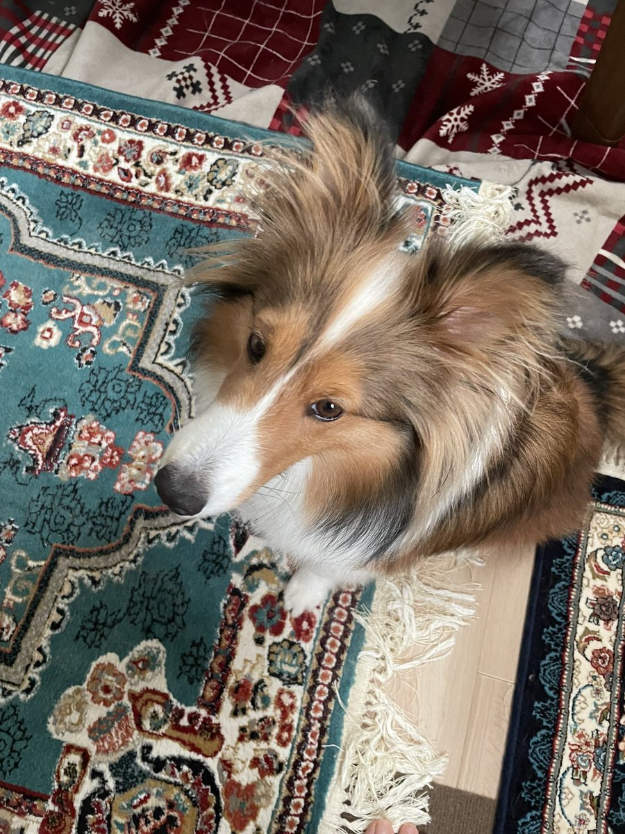 sheltie