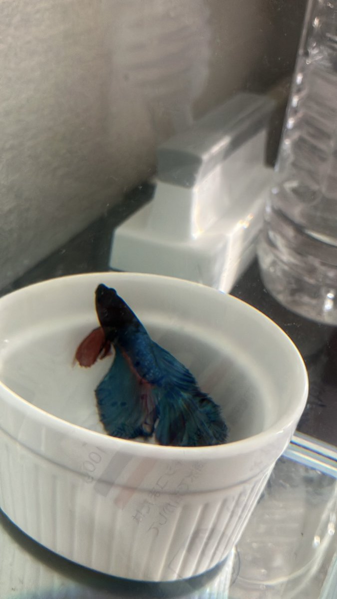 1o_Alpha's tweet photo. I’ve also revived one of my old hobbies: aquariums.

That said, I used to maintain four different tanks and bottle aquariums filled with tropical fish and shrimp, but I don’t have the energy for that anymore. So instead, I finally brought home a single betta fish that I’ve always admired. They’re unbelievably beautiful.

This is my first time keeping a betta, so I’m following the advice of experienced keepers and using a bare-bottom tank for now. Once I get a better understanding of their unique care requirements and how quickly they can dirty the water, I may eventually transition him into a planted aquarium.