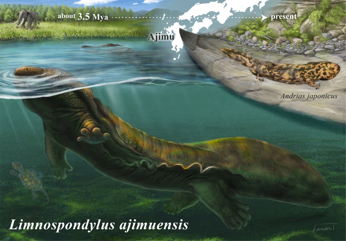 canon_ofuton's tweet photo. 新属新種の化石オオサンショウウオ
アジムオオサンショウウオ

Limnospondylus ajimuensis

論文
https://t.co/i9RBvB7koI

復元画を制作させていただきました！

#paleoart #illustration https://t.co/7v0fRoRIAY