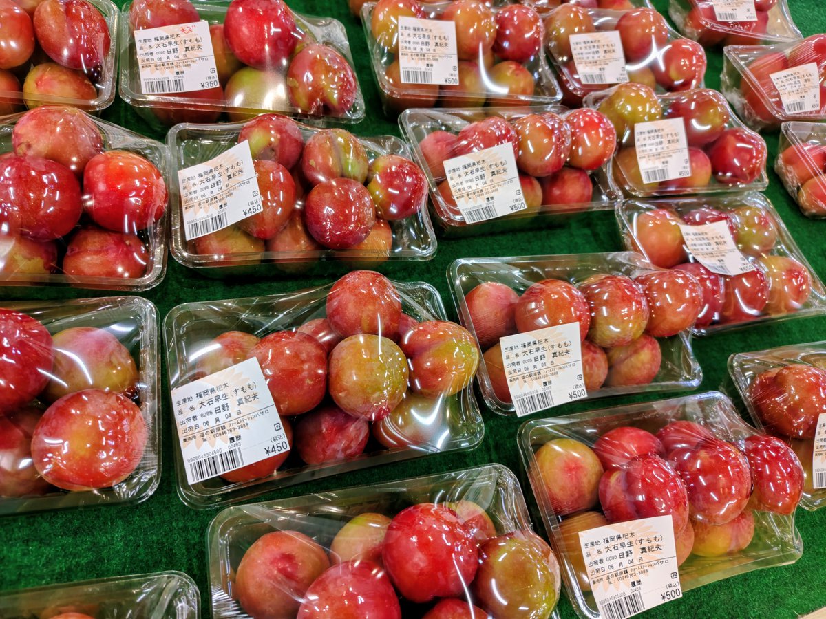 fs_basaro's tweet photo. #大石早生 出荷始まりました！甘酸っぱい初夏の一口、ぜひ味わってみてください★ #道の駅 #バサロ #原鶴 #すもも #プラム #季節の果物 #初夏の味わい #ジューシー果実 #今が食べどき #本日のおすすめ https://t.co/o7G3OM7OyB