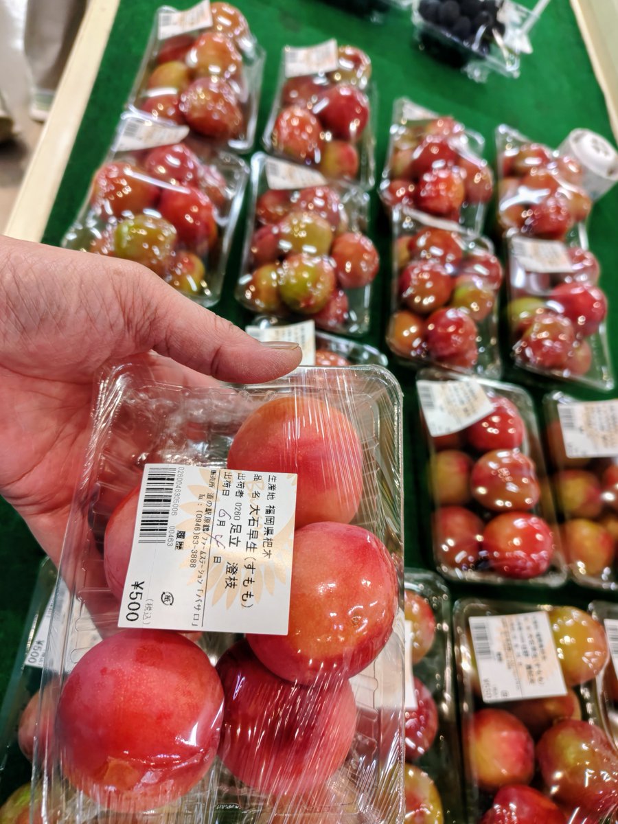 fs_basaro's tweet photo. #大石早生 出荷始まりました！甘酸っぱい初夏の一口、ぜひ味わってみてください★ #道の駅 #バサロ #原鶴 #すもも #プラム #季節の果物 #初夏の味わい #ジューシー果実 #今が食べどき #本日のおすすめ https://t.co/o7G3OM7OyB
