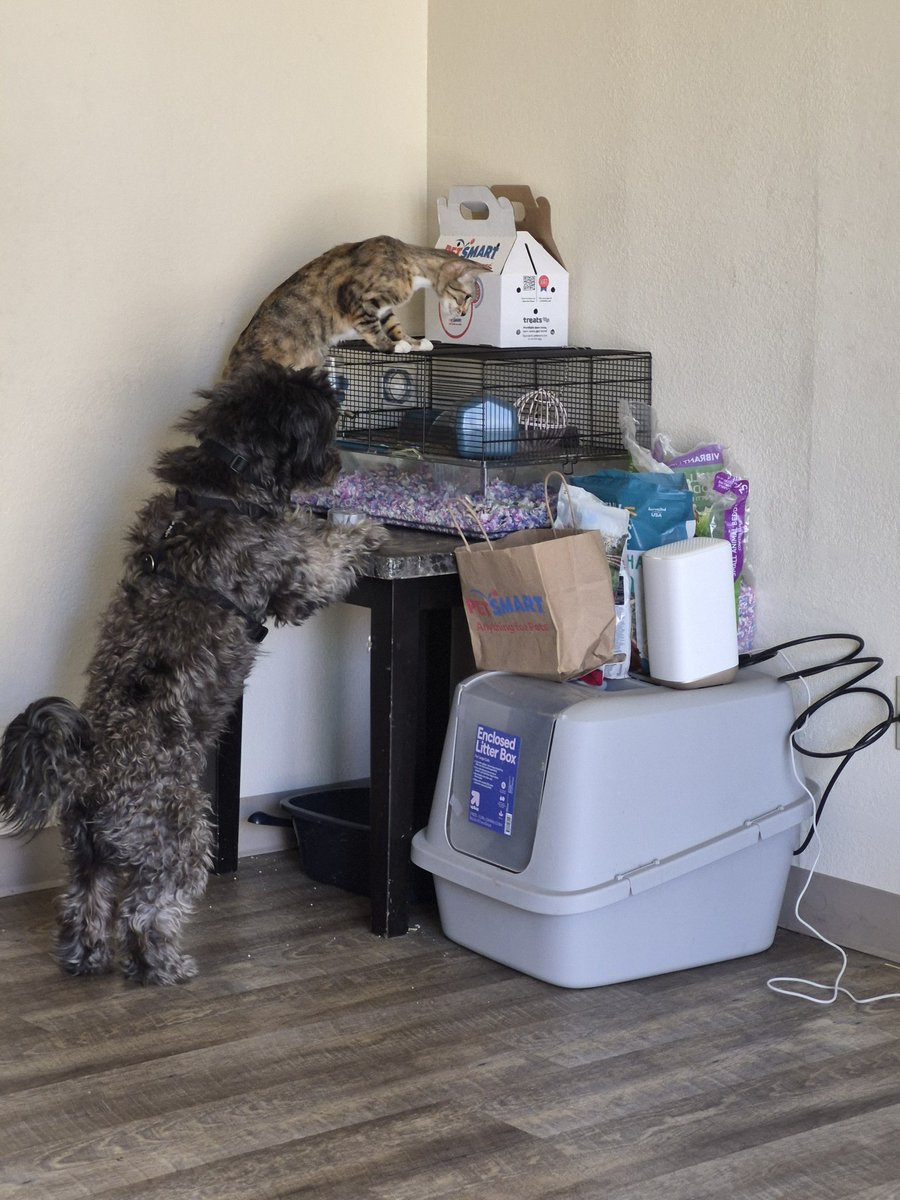 RGoddfellow's tweet photo. Looks like Rocky and Adrian are finally starting to bond over watching our mice. https://t.co/JKAzR6fJyQ