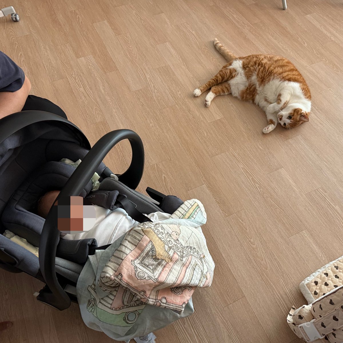 04ing04's tweet photo. 보고싶었어 고양이 https://t.co/89rRLOxfk3
