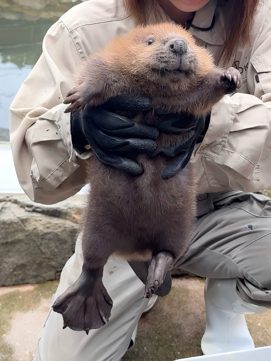 vibaotter's tweet photo. たらこ唇速報

まだバブのたらこ唇現在でした！
Ｂちゃんは2000g超えました🥹

#姫セン https://t.co/MBNK40TDVi
