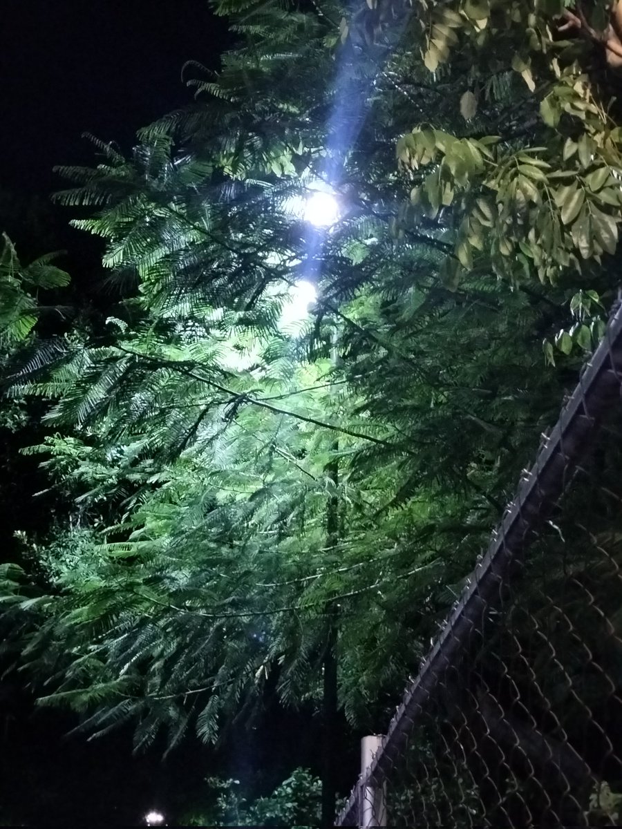 nando0610's tweet photo. Buenas noches Alcandesa @CeciliaPatronL @SPMerida_
su apoyo para la luces y podada de árbol de la cancha Chach Mool de la Chichen Itza https://t.co/ewpFeMV0eS