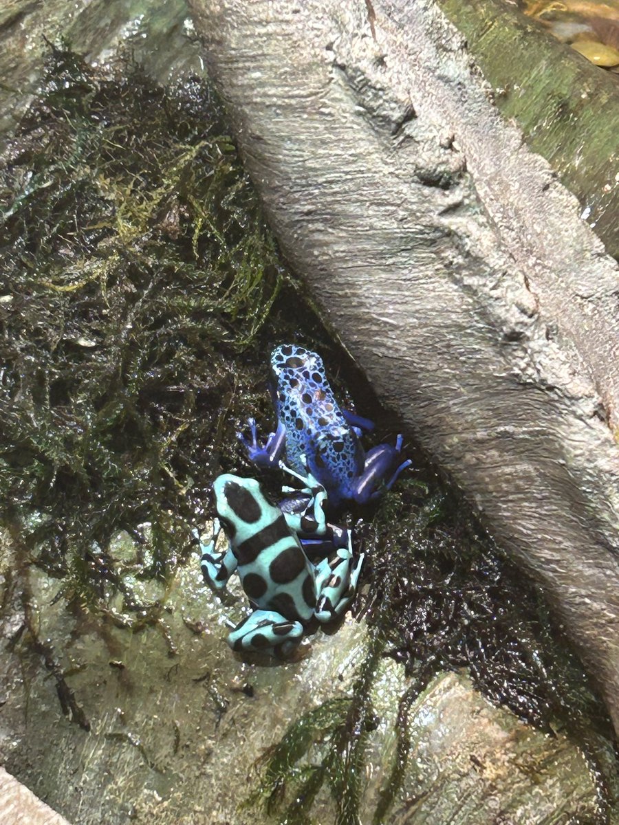 Mark13Eaton's tweet photo. Great time at @MuseumRockies checking out the frogs! https://t.co/gwNhDRHlC1