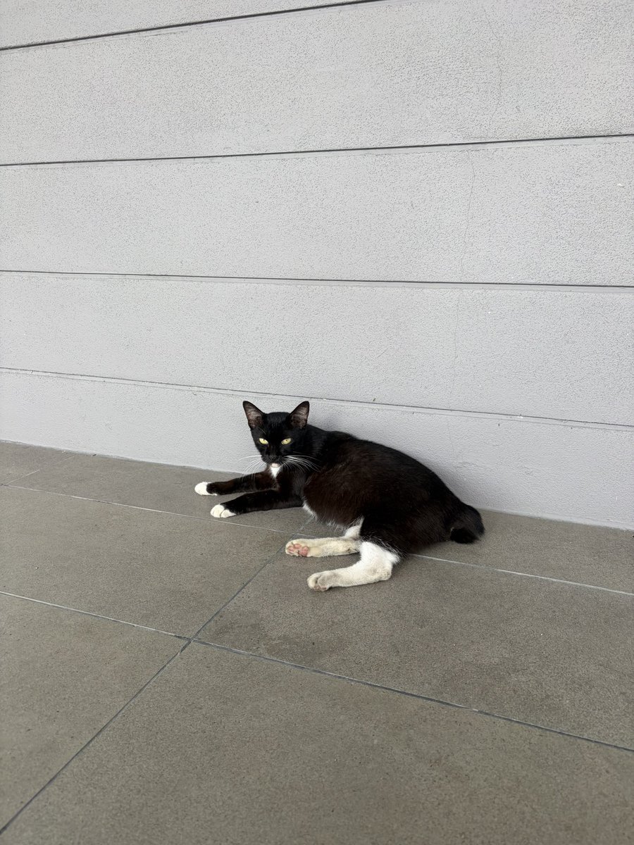 frdsh_'s tweet photo. I have sent mama cat to the boarding untul she delivers her babies and will find adopter for her/babies. I hope this is the best for her 🥹 She is a sweet girl and deserve so much love. Im paying the cost using out of my pockets. Kalau tak cukup nanti saya open donation ❤️ https://t.co/dgGMQ5sCZQ