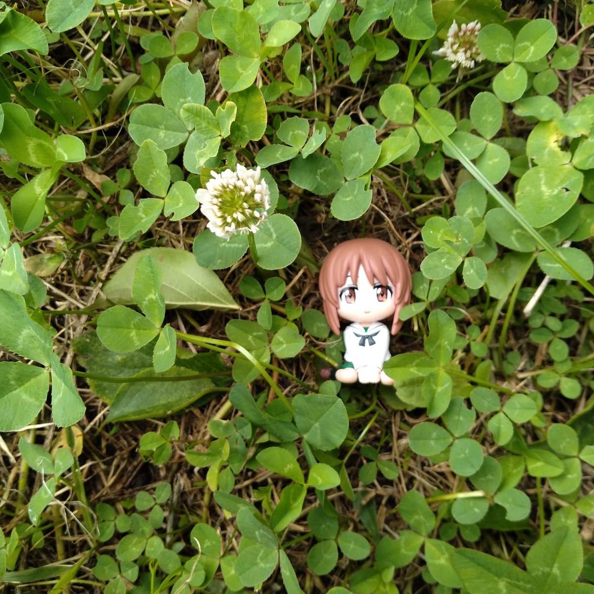 melonbreadxxxx's tweet photo. 公園のシロツメクサ。 https://t.co/6ZUq2VIKwc